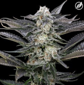 Modified Haze Flower H 25372