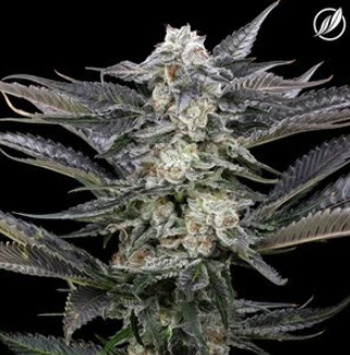 CT Pharma - Modified Haze Flower H 25372 Main Image