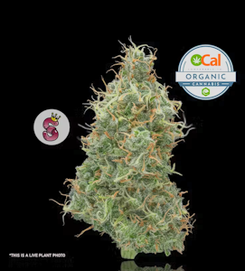 NO TILL KINGS - No Till Kings 3.5G Mimosa Flower