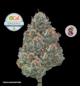 No Till Kings 3.5G Larry Strawberry Flower