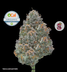 No Till Kings - No Till Kings 3.5G Larry Strawberry Flower
