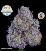 No Till Kings 3.5G Lazer Fuel Flower