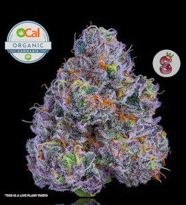 NO TILL KINGS - No Till Kings 3.5G Lazer Fuel Flower