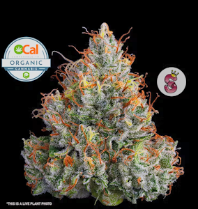 NO TILL KINGS - NO TILL KINGS 3.5G Lemon Banana Sherbert Organic Indoor Flower