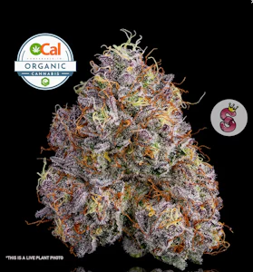 NO TILL KINGS - No Till Kings 3.5G Neon Sunshine Flower