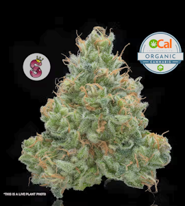 NO TILL KINGS - No Till Kings 3.5G White Widow #11 Flower