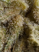 [MED] Noble Valley | OC Mac #17 | Smalls 7g