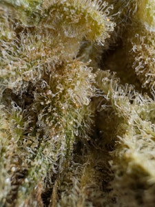 Noble Valley Harvest Co. - [MED] Noble Valley | OC Mac #17 | Smalls 7g