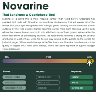 FIND - Find. | Novarine | Sativa (14G)