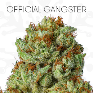 Snowtill - Official Gangster - 3.5g (I) - Snowtill