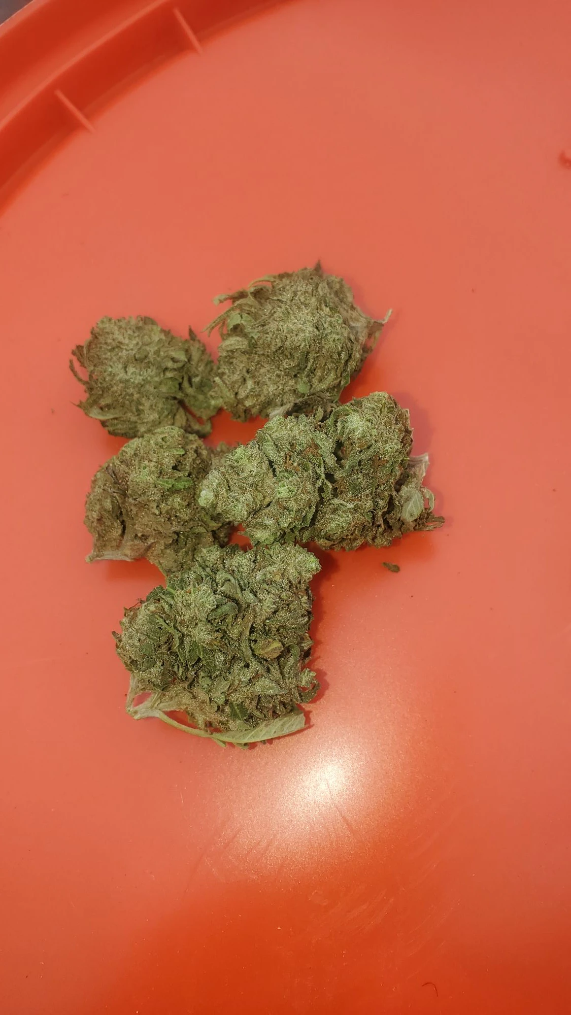 Token Heights - Token Heights - OG Kush - 3.5g Main Image