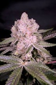 Oishii | Bamn | Bulk Flower