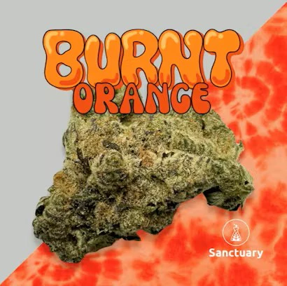 SANCTUARY - Burnt Orange Flower - 3.5g - SAN Main Image
