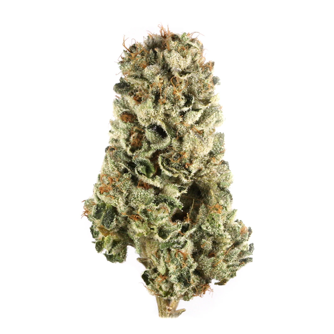 Distro 10 - Buds - Orange Champagne Main Image