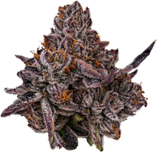 NORTHEAST ALTERNATIVES - Oreoz Flower - 3.5g - NEA