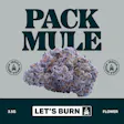 Mule
