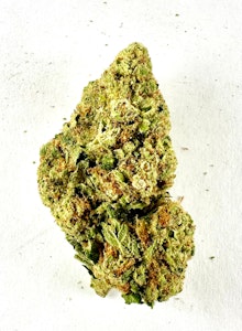 PROHIBITION 37 - P37 - PAM ( greenhouse)