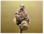 Product Preview Image 1