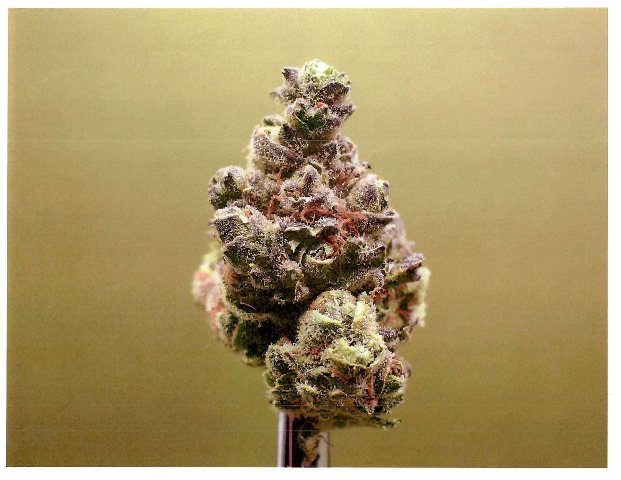 Curaleaf - Grassroots Whole Flower 3.5g Papaya Drip (H) 02022 Main Image