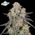 Product Preview Image 1