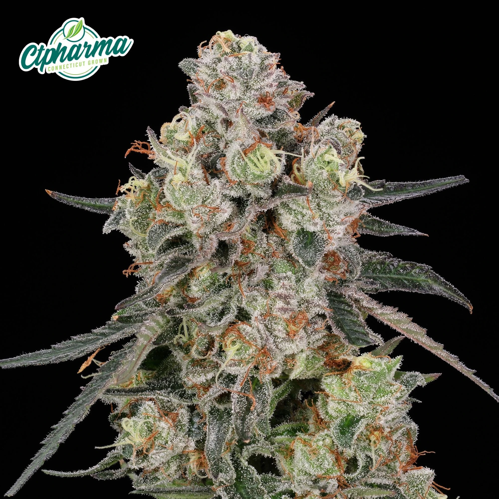 CT Pharma - Passion Orange Guava Flower S 27413 Main Image