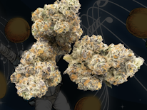 illicit | Peach Crescendo | 3.5g