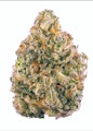 Pruf Cultivar Ursa Major