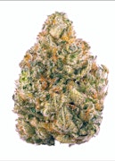 Pruf Cultivar Ursa Major