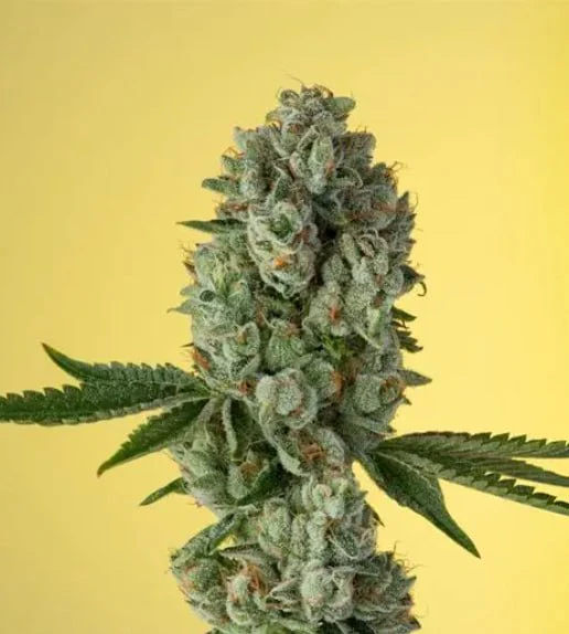 Khalifa Kush - 14g Yellow by Khalifa Kush - Hybrid Main Image