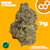 Pinyatti 7g 41685
