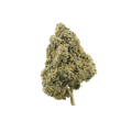 Pruf Cultivar Gelato 33
