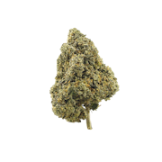 Pruf Cultivar Gelato 33