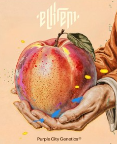 Purple City Genetics | El Krem Collection | Fez | Feminized Seeds | 3pk