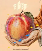 Purple City Genetics | El Krem Peaches Collection | Saffron | Feminized Seeds | 3pk