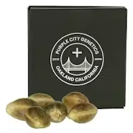 Purple City Genetics | Afghani Apricot | Autoflower Seeds | 3pk