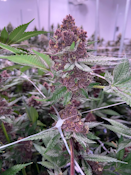 [MED] Noble Valley | Queen of the South #11 | 7g Smalls