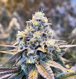 Hendrx Clone - Hendrx Clone - Rooted Plug - Red Velvet