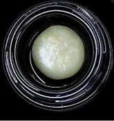 Wojo | Mega Mind | Live Rosin | 1g