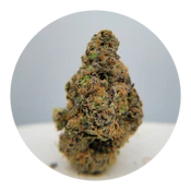 THC - Rainbow Sherbet #11 RS-11 Flower