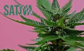 Block Party - Jack 7g