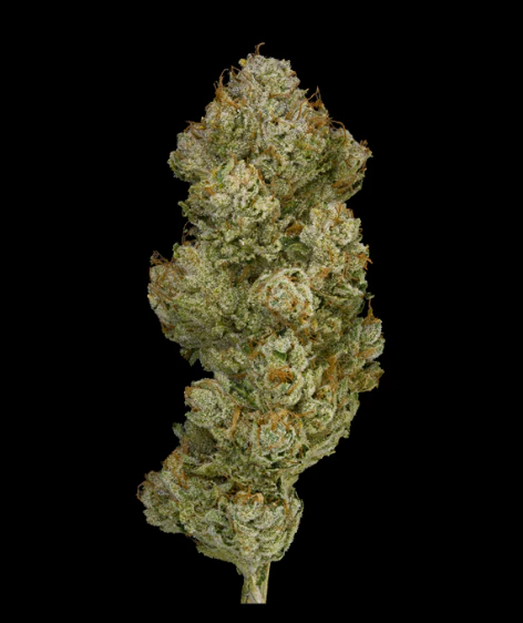 Marijuana Maven - [Maven] Flower - 3.5g - Saturn OG (H) Main Image