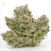 Savvy Smalls 7g Yellow Haze OG S 25328
