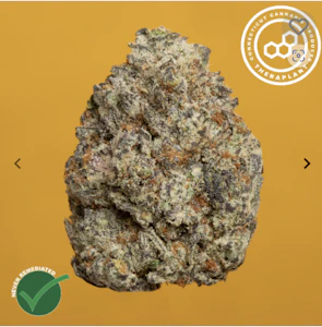 THERAPLANT - SBC 4579