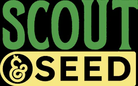SCOUT & SEED - PINEAPPLE RAZZLES 3.5 GRAMS