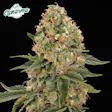 Scout Breath