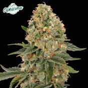 Scout Breath Flower I 27406