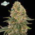 Product Preview Image 1