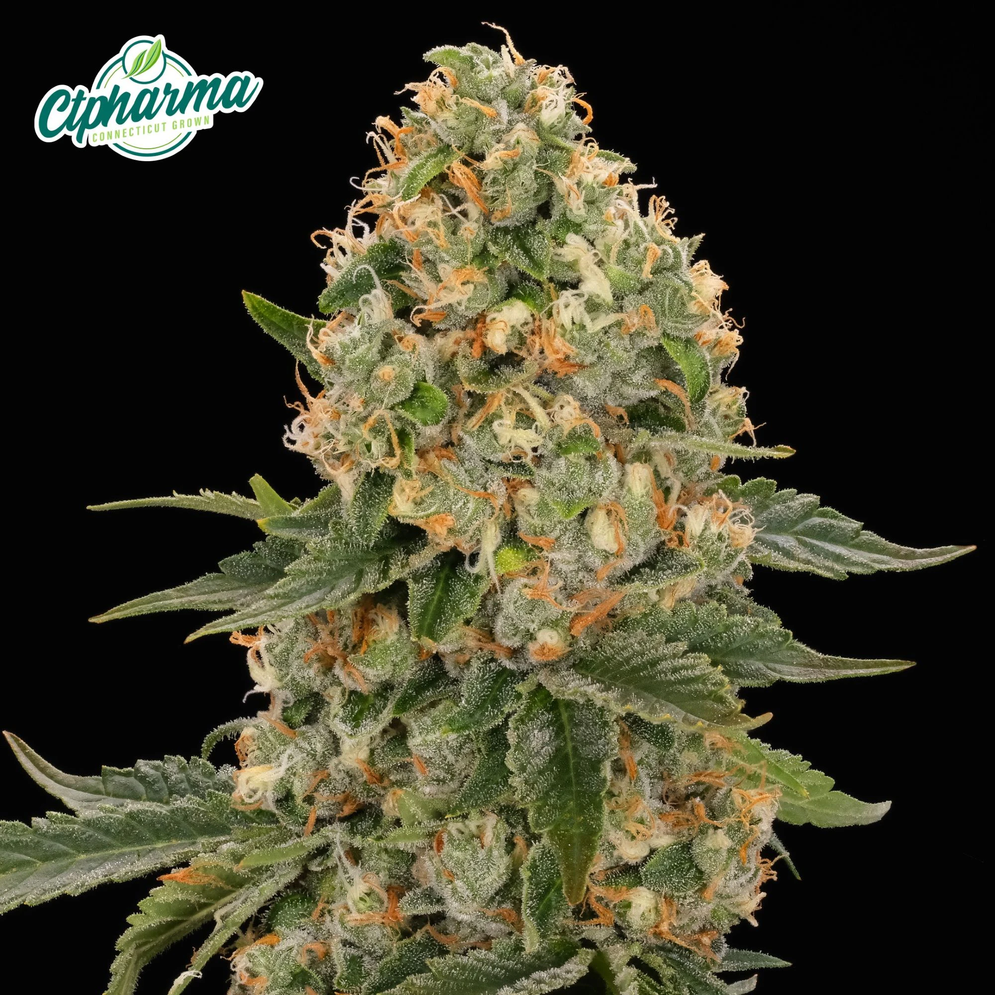 CT Pharma - Scout Breath Flower I 27406 Main Image