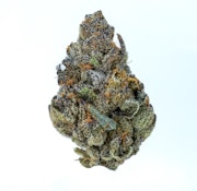 Pruf Cultivar Electric Blue #3