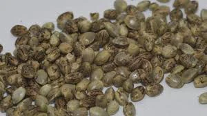 HDH FARMS - Seeds $55 Main Image